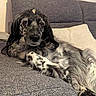 dog, couch, indoor, pet, relaxed, spotted_fur, long_ears, pillow, grey_fabric, laying_down, fur_pattern, closeup, companion, domestic_animal, canine, cozy, resting, portrait, animal_face, home
