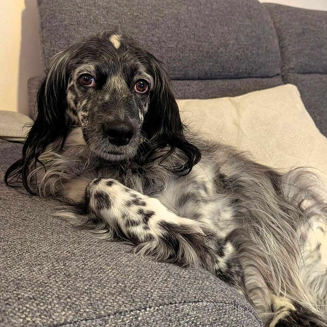 Naya