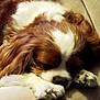 Pee-Wee a rejoint le concours — aidez-le/la à gagner de superbes lots ! dog, cavalier_king_charles_spaniel, sleeping, close_up, fur, white, brown, paw, pet, animal, cute, resting, indoors, cozy, face, nose, ears, relaxed, furry, companion