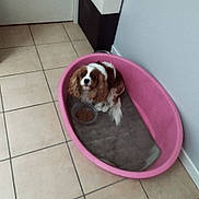 Pee-Wee a rejoint le concours — aidez-le/la à gagner de superbes lots ! dog, pet_bed, food_bowl, tile_floor, indoor, small_dog, brown_and_white, fluffy_ears, curious_expression, resting, corner, pink_bed, animal, companion, domestic, cute, fur, mouth_closed, looking_up, quiet