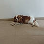 Pépite D'Or a rejoint le concours — aidez-le/la à gagner de superbes lots ! dog, cavalier_king_charles_spaniel, lying_down, indoor, floor, tile_floor, white_wall, brown_and_white, pet, canine, fur, long_ears, resting, animal, companion, quiet, calm, domestic, cute, relaxed