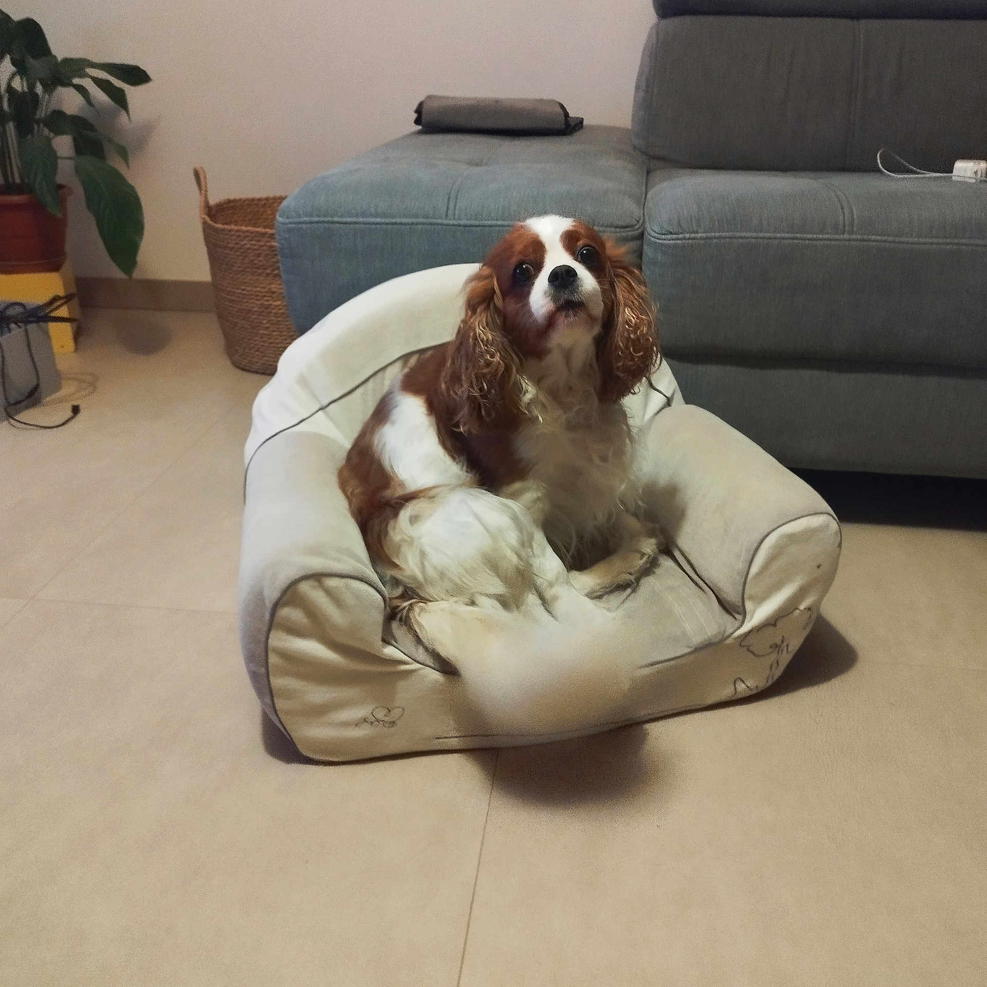 Pépite D'Or a rejoint le concours — aidez-le/la à gagner de superbes lots ! animal, basket, brown_and_white, cavalier_king_charles_spaniel, companion, cozy, curled_up, cute, dog, domestic, furniture, home, indoor, living_room, looking_up, pet_bed, plant, resting, sofa, tile_floor