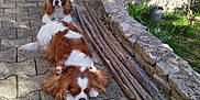 Pépite D'Or a rejoint le concours — aidez-le/la à gagner de superbes lots ! dog, cavalier_king_charles_spaniel, outdoor, patio, stone_wall, wooden_sticks, sunlight, resting, sitting, fur, brown_and_white, garden, bench, greenery, potted_plant, shadows, relaxed, pet, animal, cute