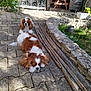 dog, cavalier_king_charles_spaniel, outdoor, patio, stone_wall, wooden_sticks, sunlight, resting, sitting, fur, brown_and_white, garden, bench, greenery, potted_plant, shadows, relaxed, pet, animal, cute