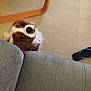 dog, peeking, couch, gray, floor, tile, flip_flop, footwear, wooden_furniture, curious, pet, indoor, brown_and_white, looking_up, close_up, canine, domestic_animal, companion, home, furniture