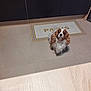 Pépite D'Or participe au concours pour gagner de l'argent avec cette photo : dog, cavalier_king_charles_spaniel, pet, indoor, kitchen, floor, tile, mat, brown, white, fur, looking_up, cute, waiting, animal, companion, domestic, adorable, home, curious