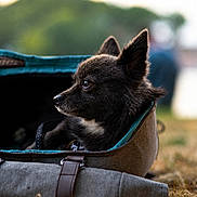 Yara a rejoint le concours — aidez-le/la à gagner de superbes lots ! animal, bag, black_dog, canine, closeup, cozy, cute, daylight, dog, ears, fur, grass, looking_away, muzzle, nature, outdoor, pet, portrait, profile, resting