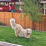 Charliebear joined the competition — help win amazing prizes! animal, backyard, canine, dog, fence, golden_retriever, grass, greenery, happy, leisure, nature, outdoor, pet, play, playset, stretching, summer, toy, tree, wood