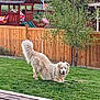 animal, backyard, canine, dog, fence, golden_retriever, grass, greenery, happy, leisure, nature, outdoor, pet, play, playset, stretching, summer, toy, tree, wood