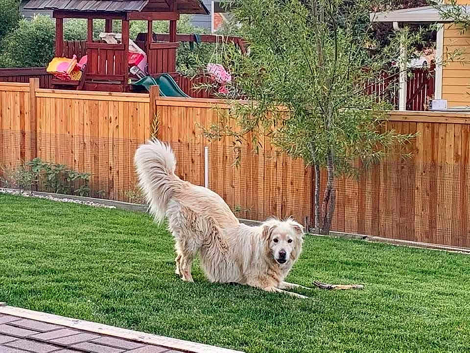 Charliebear
