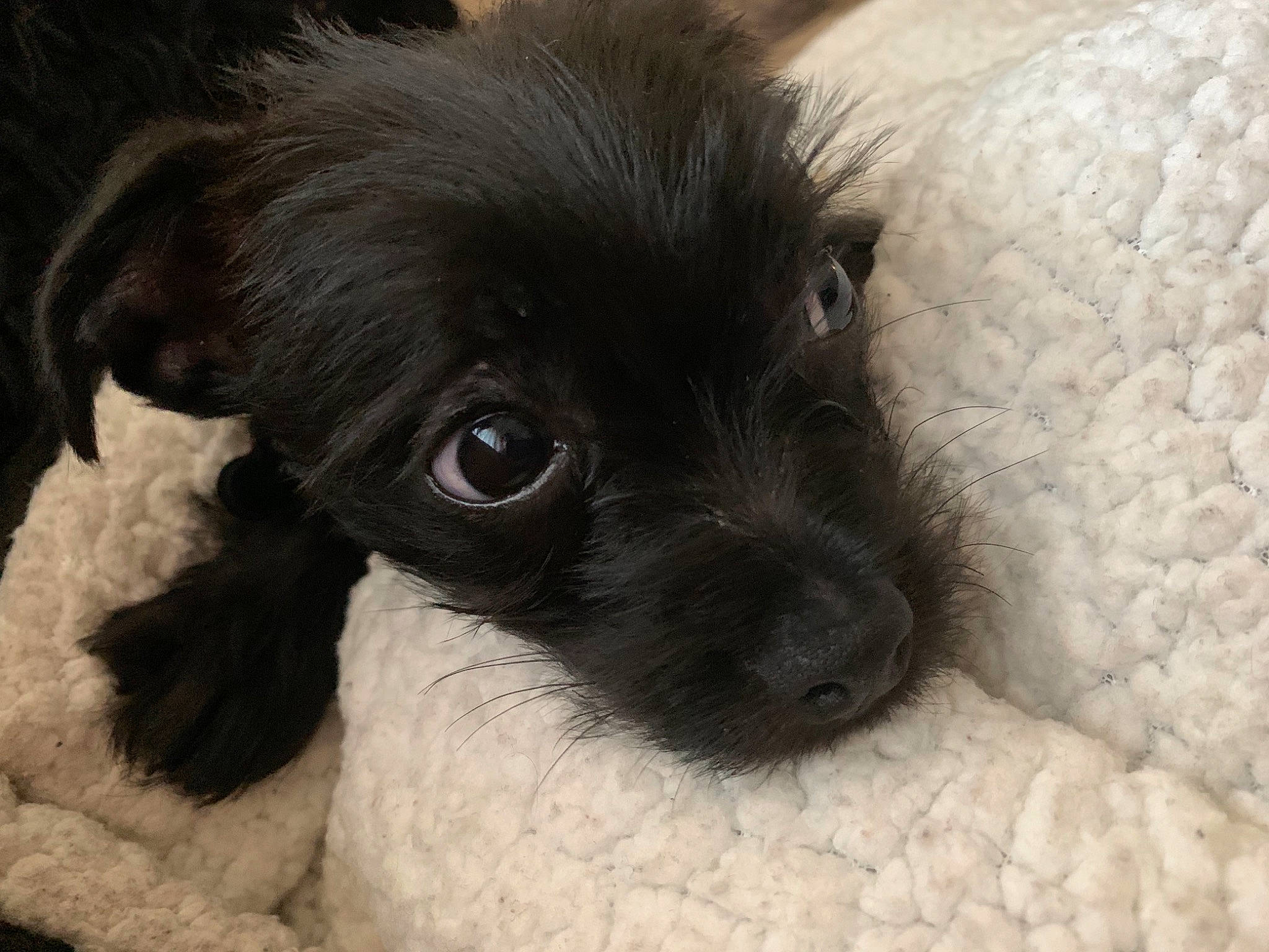 Caviar joined the competition — help win amazing prizes! affenpinscher, bolonka, canidae, carnivore, cavapoo, cockapoo, companion_dog, dog, dog_breed, havanese, mammal, miniature_poodle, poodle_crossbreed, puppy, rare_breed_dog, schnoodle, shih_poo, snout, sporting_group, vertebrate