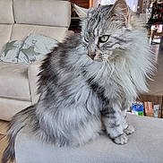 Riri participe au concours pour gagner de l'argent avec cette photo : cat, couch, cozy, domestic_animal, ears, feline, fluffy, furniture, gray_tabby, green_eyes, household, indoor, living_room, paws, pet, relaxed, sitting, soft_fur, tail, whiskers
