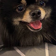 Rio a rejoint le concours — aidez-le/la à gagner de superbes lots ! dog, pomeranian, pet, close_up, black_fur, tongue_out, smiling, eyes, nose, muzzle, whiskers, fluffy, small_dog, indoors, bed, blanket, portrait, cute, companion, friendly