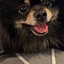 dog, pomeranian, pet, close_up, black_fur, tongue_out, smiling, eyes, nose, muzzle, whiskers, fluffy, small_dog, indoors, bed, blanket, portrait, cute, companion, friendly