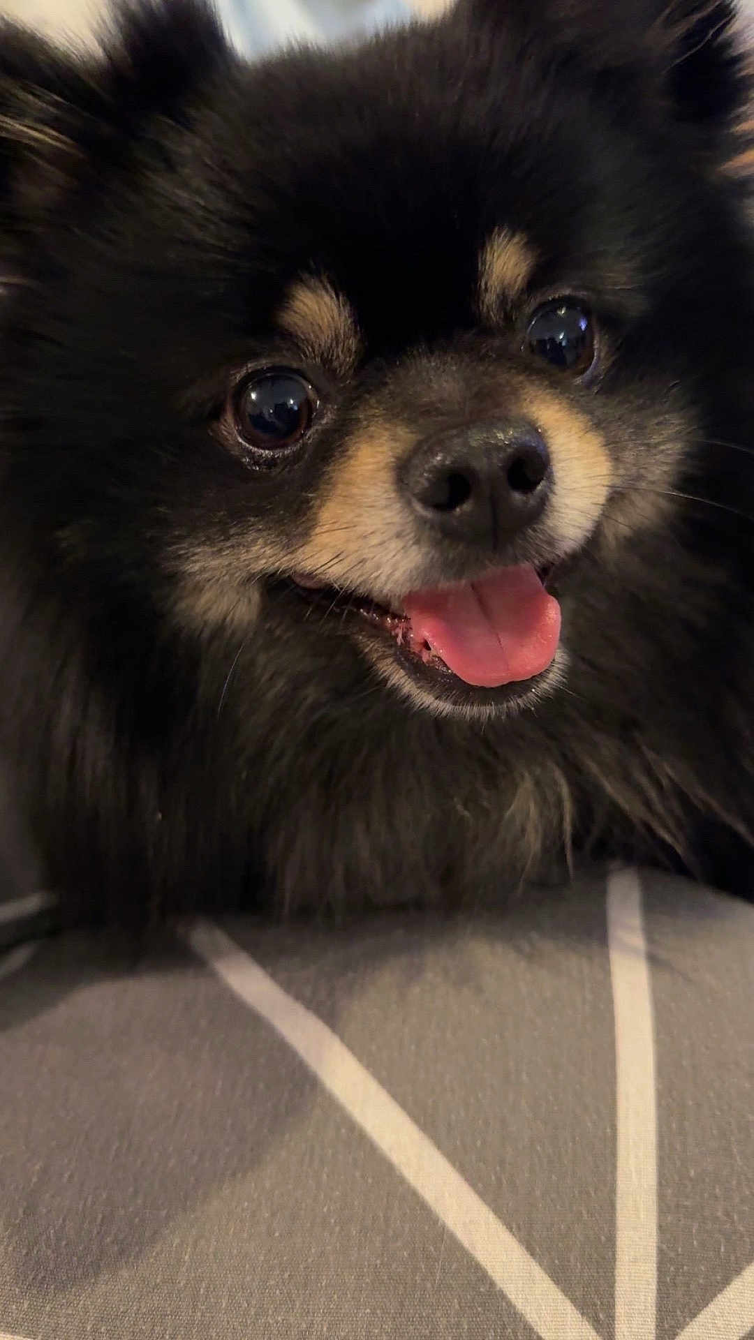 Rio a rejoint le concours — aidez-le/la à gagner de superbes lots ! dog, pomeranian, pet, close_up, black_fur, tongue_out, smiling, eyes, nose, muzzle, whiskers, fluffy, small_dog, indoors, bed, blanket, portrait, cute, companion, friendly