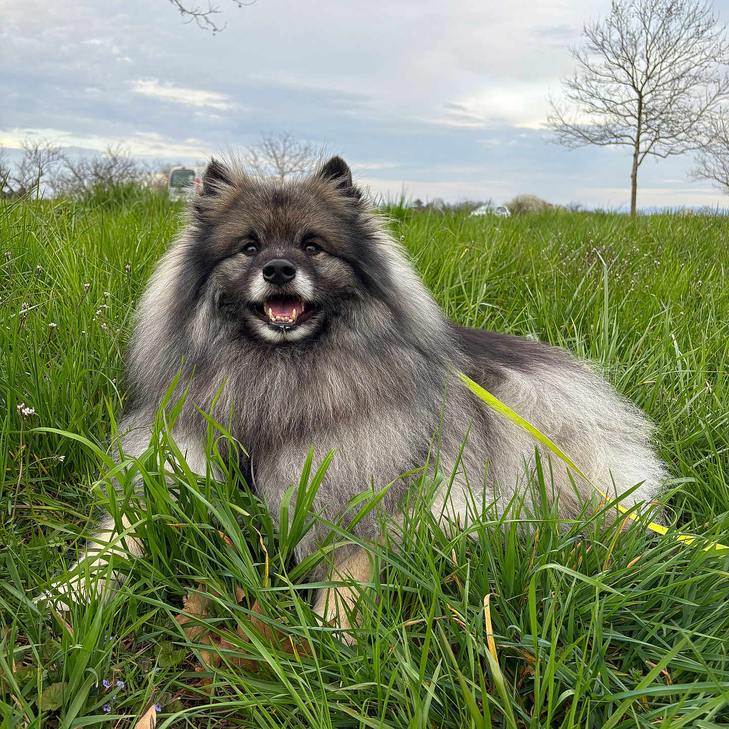 Snow a rejoint le concours — aidez-le/la à gagner de superbes lots ! animal, canine, collie, countryside, dog, eskimodog, field, fox, grass, grassland, husky, lawn, meadow, nature, outdoors, pet, plant, puppy, tree, wolf