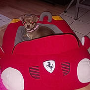Vuitton a rejoint le concours — aidez-le/la à gagner de superbes lots ! dog, small_dog, pet, toy_car, plush_car, red, ferrari_style, indoors, living_room, floor, wood_floor, tile_floor, pet_bed, collar, sitting, looking_at_camera, flash_photography, furniture, cozy, playful