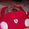dog, small_dog, pet, toy_car, plush_car, red, ferrari_style, indoors, living_room, floor, wood_floor, tile_floor, pet_bed, collar, sitting, looking_at_camera, flash_photography, furniture, cozy, playful