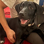 Bentley B. King is registered to the contest to win money with this photo: dog, black_dog, pet, happy, panting, couch, indoor, person, hand, fur, collar, animal, companion, comfort, red_couch, close_up, friendly, sitting, domestic, canine