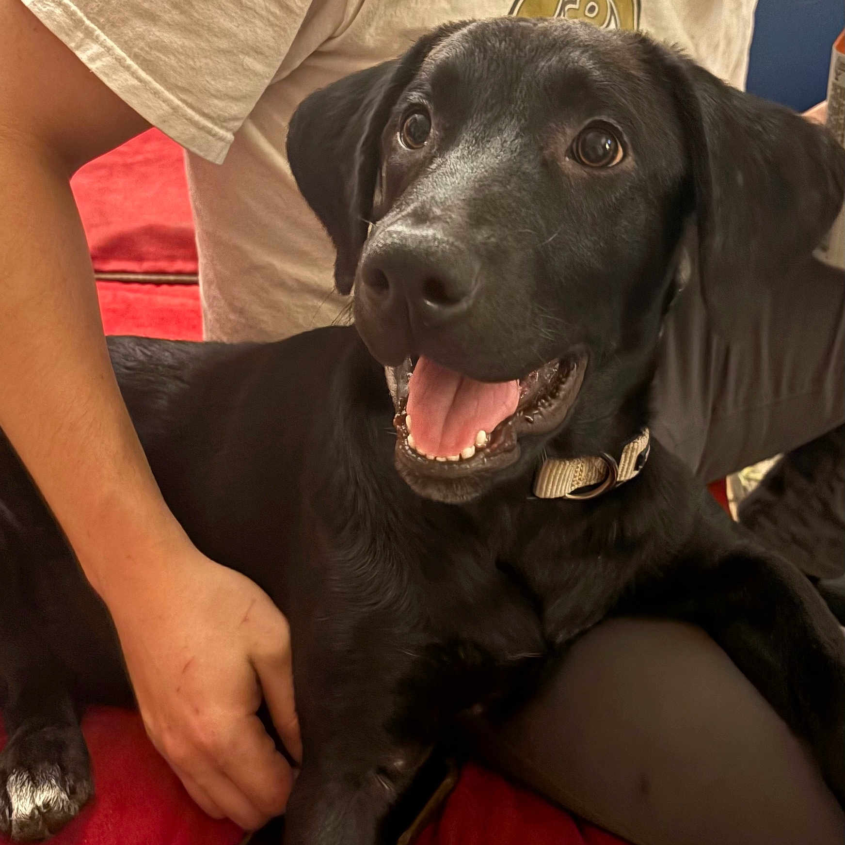 Bentley B. King is registered to the contest to win money with this photo: animal, black_dog, canine, close_up, collar, comfort, companion, couch, dog, domestic, friendly, fur, hand, happy, indoor, panting, person, pet, red_couch, sitting