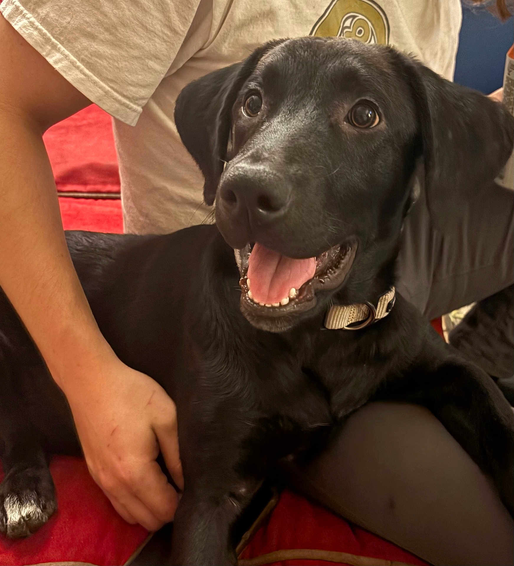 Bentley B. King is registered to the contest to win money with this photo: dog, black_dog, pet, happy, panting, couch, indoor, person, hand, fur, collar, animal, companion, comfort, red_couch, close_up, friendly, sitting, domestic, canine