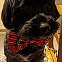 adorable, animal, black_dog, bow_tie, calm, chair, close_up, companion, cute, dog, domestic_animal, furry, household, indoor, looking, patterned_cushion, pet, portrait, red_bow_tie, seated