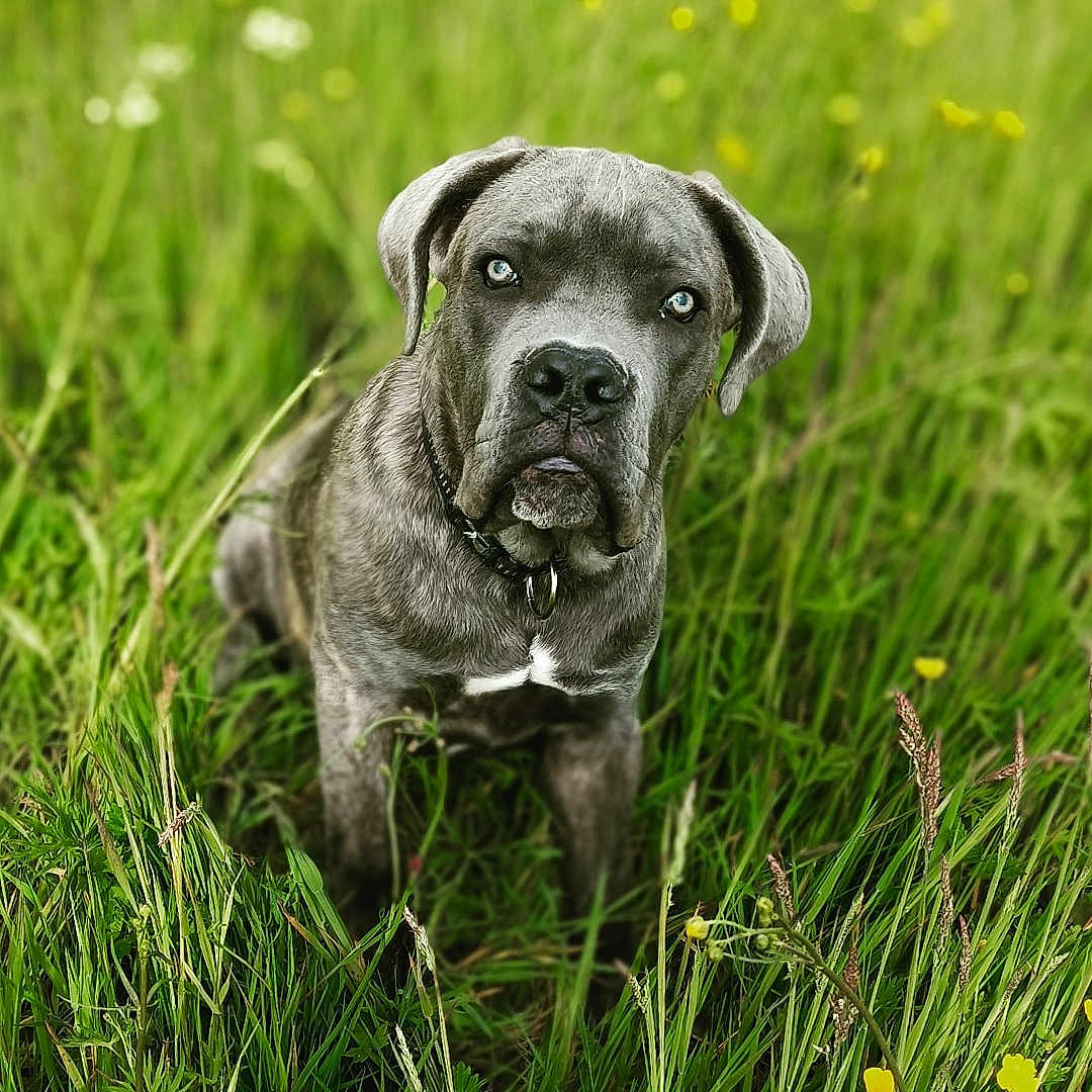 Urus participe au concours pour gagner de l'argent avec cette photo : animal, boxer, bulldog, canine, dog, field, frenchbulldog, grass, grassland, hound, labradorretriever, lawn, nature, outdoors, pet, pitbull, plant, pointer, puppy, snout