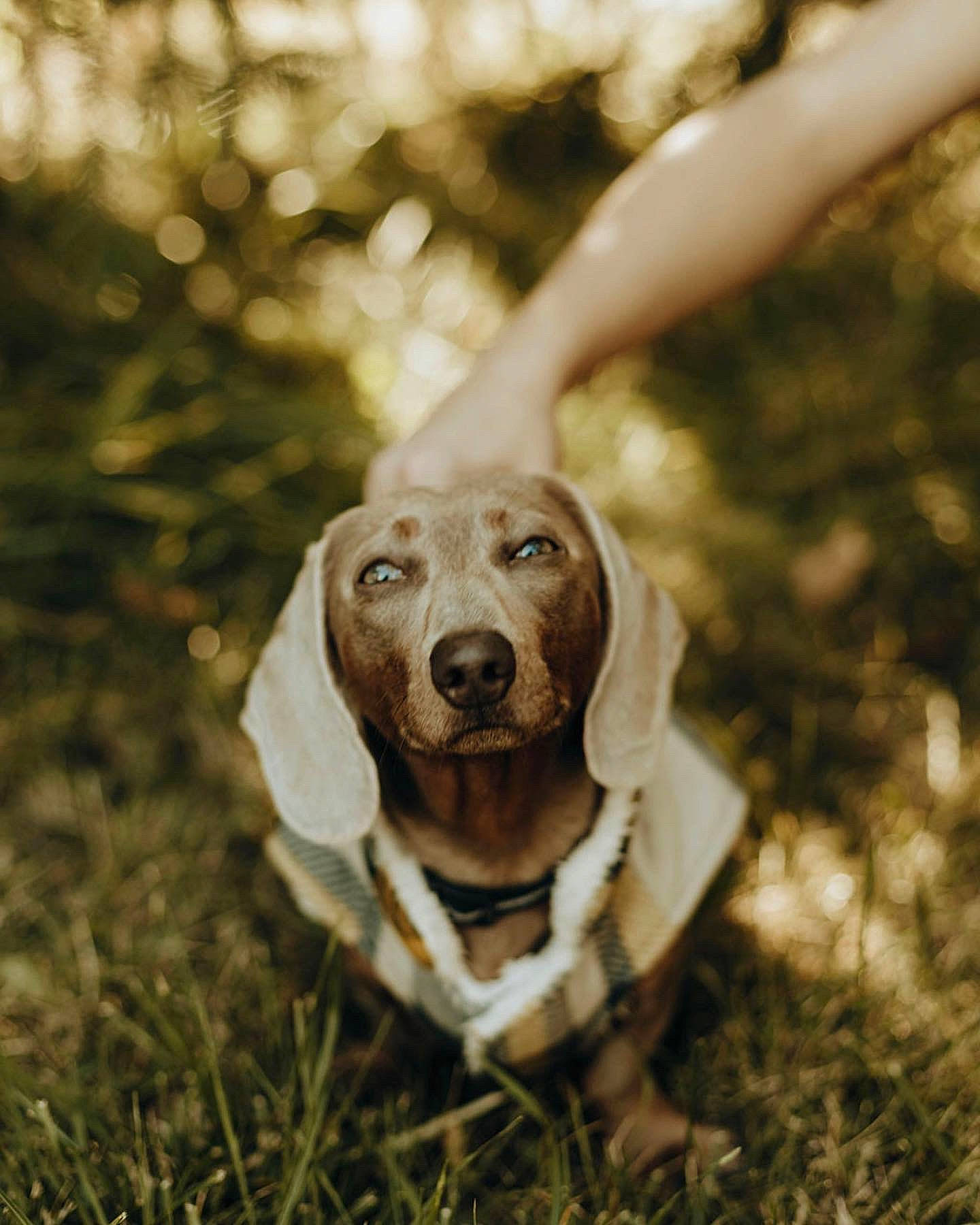 Beanie joined the competition — help win amazing prizes! canidae, carnivore, companion_dog, dog, dog_breed, fawn, flash_photography, forest, gesture, grass, happy, monochrome_photography, people_in_nature, plant, smile, snout, sporting_group, tree, wood, working_animal