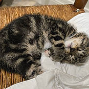 Zadhy a rejoint le concours — aidez-le/la à gagner de superbes lots ! animal, cat, cozy, curled_up, cute, feline, fur, indoor, kitten, paw, peaceful, pet, resting, sleep, sleeping, small, tabby, whiskers, white_cloth, woven_chair