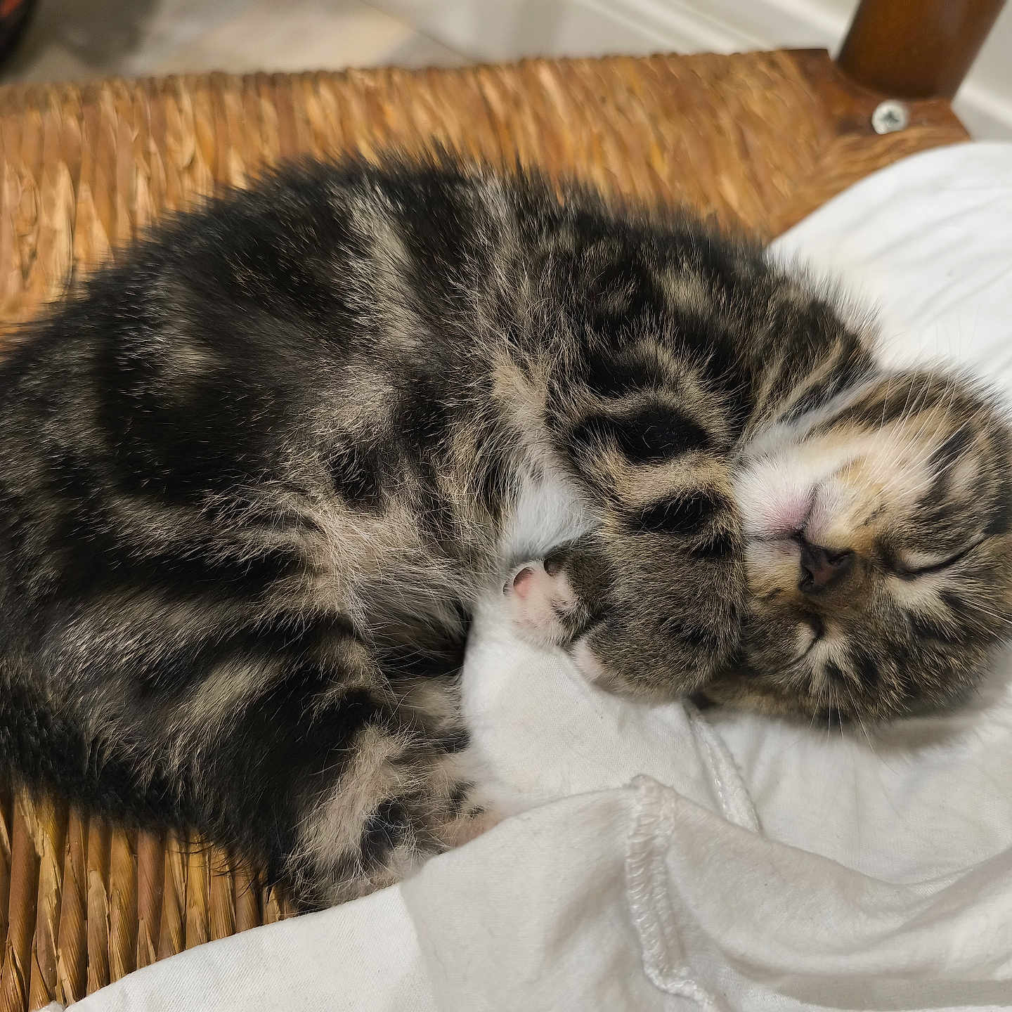 Zadhy a rejoint le concours — aidez-le/la à gagner de superbes lots ! animal, cat, cozy, curled_up, cute, feline, fur, indoor, kitten, paw, peaceful, pet, resting, sleep, sleeping, small, tabby, whiskers, white_cloth, woven_chair