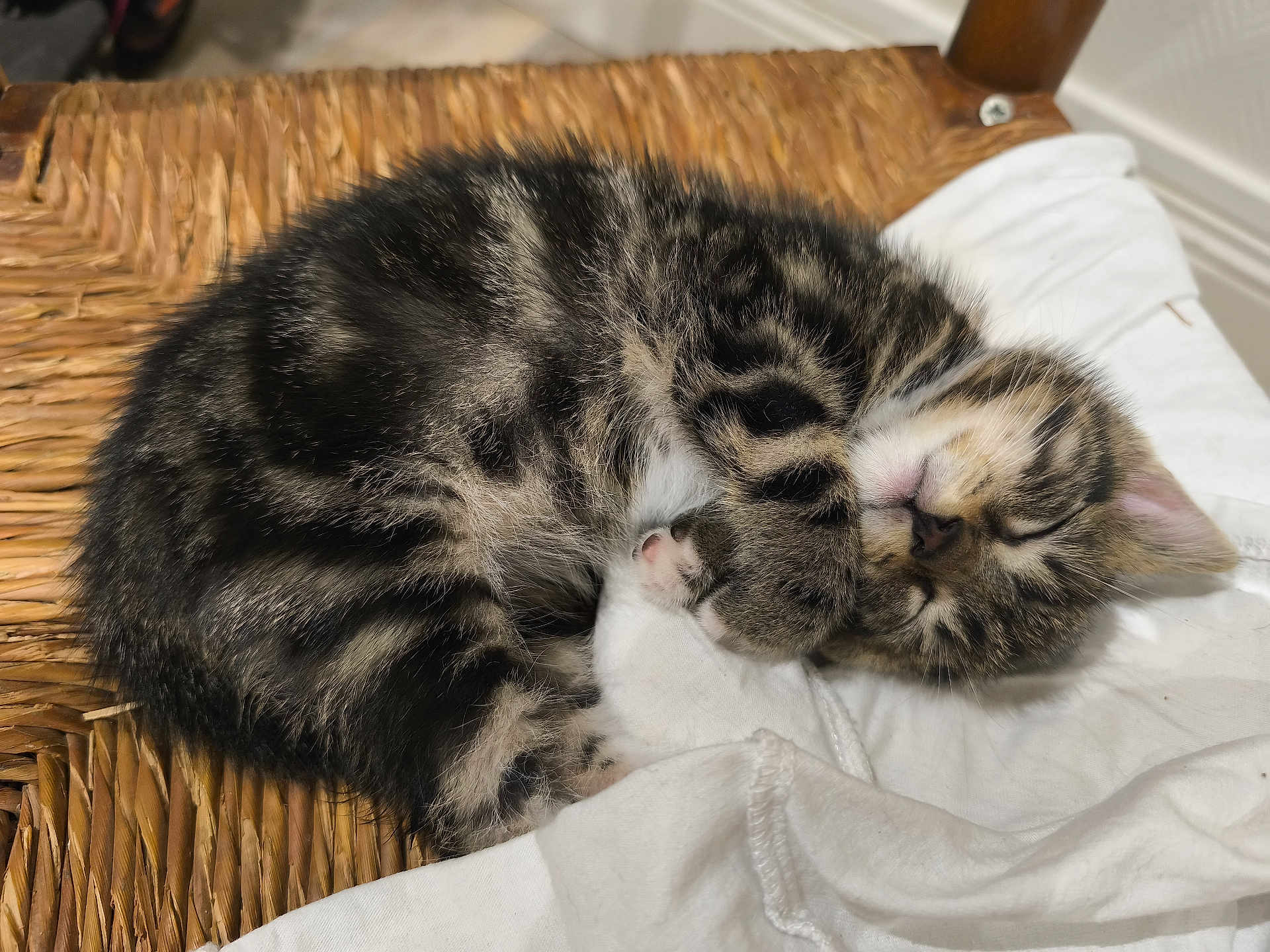 Zadhy a rejoint le concours — aidez-le/la à gagner de superbes lots ! animal, cat, cozy, curled_up, cute, feline, fur, indoor, kitten, paw, peaceful, pet, resting, sleep, sleeping, small, tabby, whiskers, white_cloth, woven_chair