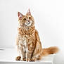 Nexus participe au concours pour gagner de l'argent avec cette photo : animal, cat, clean, curious, cute, domestic_cat, ears, feline, fluffy, fur, indoor, looking_up, orange_cat, pet, portrait, sitting, table, tail, whiskers, white_background