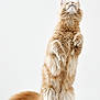 Nexus a rejoint le concours — aidez-le/la à gagner de superbes lots ! alert, animal, cat, curious, cute, domestic_cat, feline, fluffy_fur, hind_legs, indoor, looking_up, orange_tabby, pet, playful, portrait, soft_fur, standing, tail, whiskers, white_background