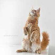 Nexus participe au concours pour gagner de l'argent avec cette photo : animal, cat, curious, cute, domestic_cat, feline, fluffy, fur, hind_legs, indoor, looking_up, orange_cat, pet, playful, portrait, soft_light, standing, tail, whiskers, white_background