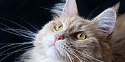 Nexus participe au concours pour gagner de l'argent avec cette photo : animal, cat, close_up, cream_colored, curious, cute, domestic_animal, ears, face, feline, fluffy, green_eyes, indoor, long_whiskers, mammal, nose, pet, portrait, soft_fur, whiskers