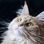 animal, cat, close_up, cream_colored, curious, cute, domestic_animal, ears, face, feline, fluffy, green_eyes, indoor, long_whiskers, mammal, nose, pet, portrait, soft_fur, whiskers