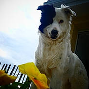 Moone participe au concours pour gagner de l'argent avec cette photo : dog, black_and_white, flower, yellow_flower, outdoor, sky, cloudy, fence, pet, curious, animal, canine, fur, portrait, nature, garden, house, window, daylight, closeup