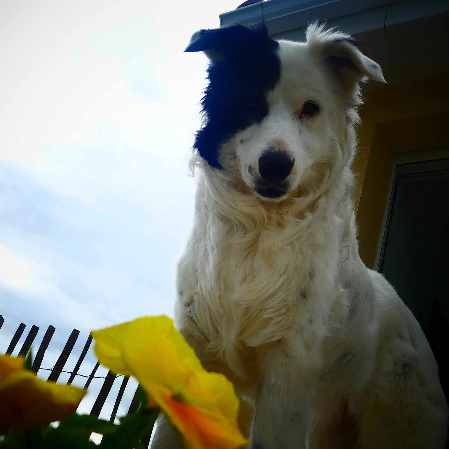 Moone participe au concours pour gagner de l'argent avec cette photo : animal, black_and_white, canine, closeup, cloudy, curious, daylight, dog, fence, flower, fur, garden, house, nature, outdoor, pet, portrait, sky, window, yellow_flower