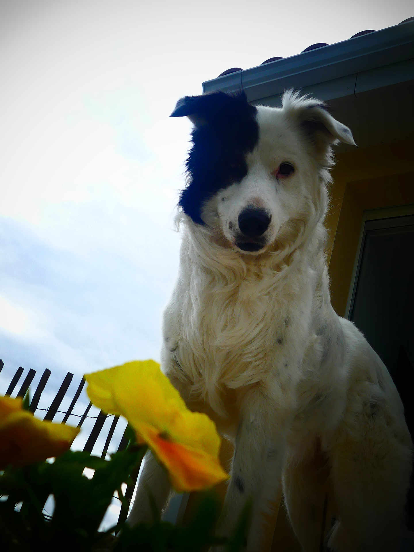 Moone participe au concours pour gagner de l'argent avec cette photo : dog, black_and_white, flower, yellow_flower, outdoor, sky, cloudy, fence, pet, curious, animal, canine, fur, portrait, nature, garden, house, window, daylight, closeup