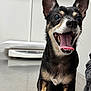 dog, small_dog, black_dog, tan_dog, happy, panting, tongue_out, ears_up, animal, pet, indoor, metal_surface, veterinary, clinic, close_up, front_view, canine, excited, smiling, companion