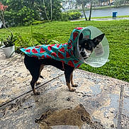 Milky Way is registered to the contest to win money with this photo: dog, raincoat, watermelon_pattern, cone, pet, outdoor, grass, tree, porch, concrete, rainy, small_dog, black_dog, tan_dog, animal, canine, wearing_clothes, protective_cone, greenery, nature