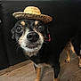 dog, small_dog, straw_hat, pet, indoor, floor, wooden_floor, black_couch, curious_eyes, standing, close_up, animal, cute, adorable, fur, whiskers, ears, snout, paw, domestic_animal