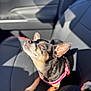dog, small_dog, chihuahua, pet, sunlight, car_interior, leather_seat, sunbathing, black_fur, tan_fur, pink_harness, close_up, shadow, relaxing, animal, companion, cute, domestic_animal, seat, vehicle