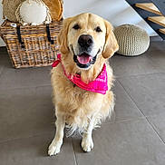Tucker a rejoint le concours — aidez-le/la à gagner de superbes lots ! golden_retriever, dog, indoor, pet, bandana, smiling, floor, wicker_basket, cushions, knitted_pouf, staircase, tile_floor, home_decor, fur, mammal, canine, domestic_animal, friendly, seated, portrait