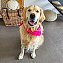 golden_retriever, dog, indoor, pet, bandana, smiling, floor, wicker_basket, cushions, knitted_pouf, staircase, tile_floor, home_decor, fur, mammal, canine, domestic_animal, friendly, seated, portrait