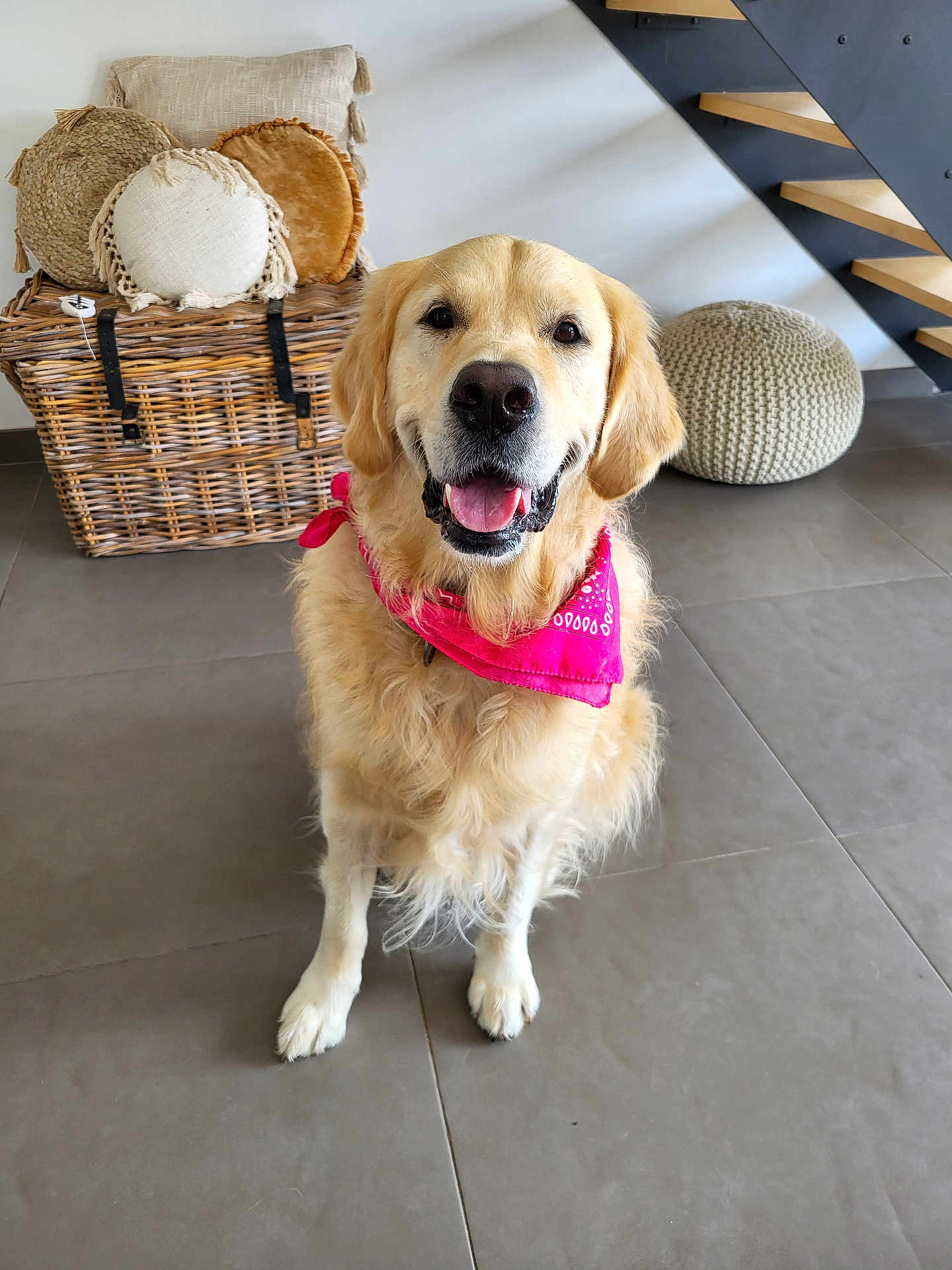 Tucker a rejoint le concours — aidez-le/la à gagner de superbes lots ! golden_retriever, dog, indoor, pet, bandana, smiling, floor, wicker_basket, cushions, knitted_pouf, staircase, tile_floor, home_decor, fur, mammal, canine, domestic_animal, friendly, seated, portrait