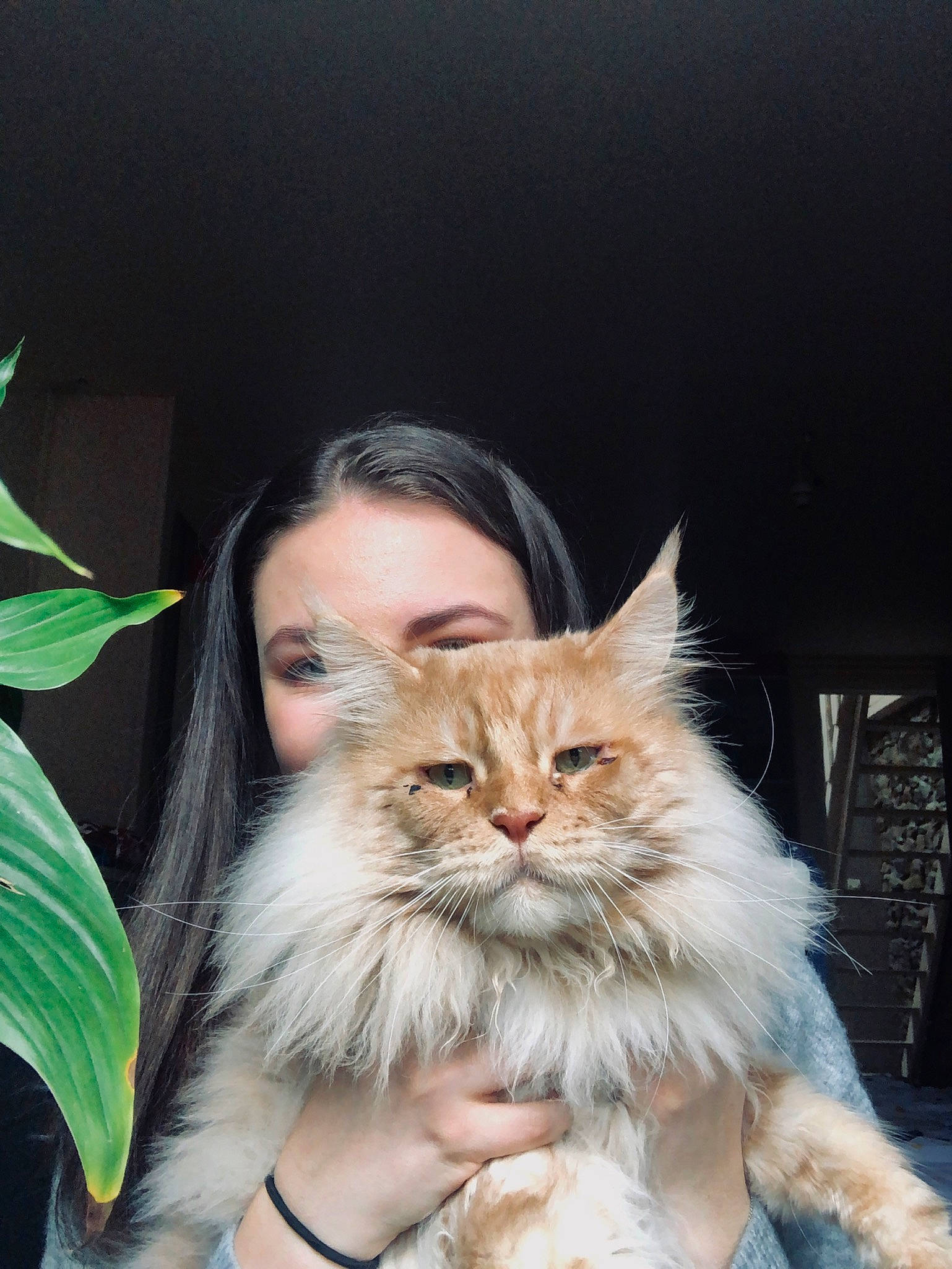 Maho a rejoint le concours — aidez-le/la à gagner de superbes lots ! asian_semi_longhair, carnivore, cat, domestic_long_haired_cat, fawn, felidae, fur, maine_coon, mammal, norwegian_forest_cat, ragamuffin, siberian, small_to_medium_sized_cats, turkish_angora, vertebrate, whiskers