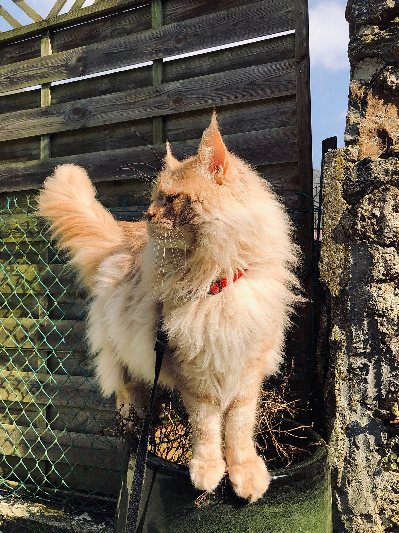 Maho participe au concours pour gagner de l'argent avec cette photo : aegean_cat, british_semi_longhair, carnivore, cat, domestic_long_haired_cat, felidae, fur, maine_coon, mammal, norwegian_forest_cat, sky, small_to_medium_sized_cats, snapshot, sunlight, tail, tree, turkish_angora, turkish_van, vertebrate, whiskers