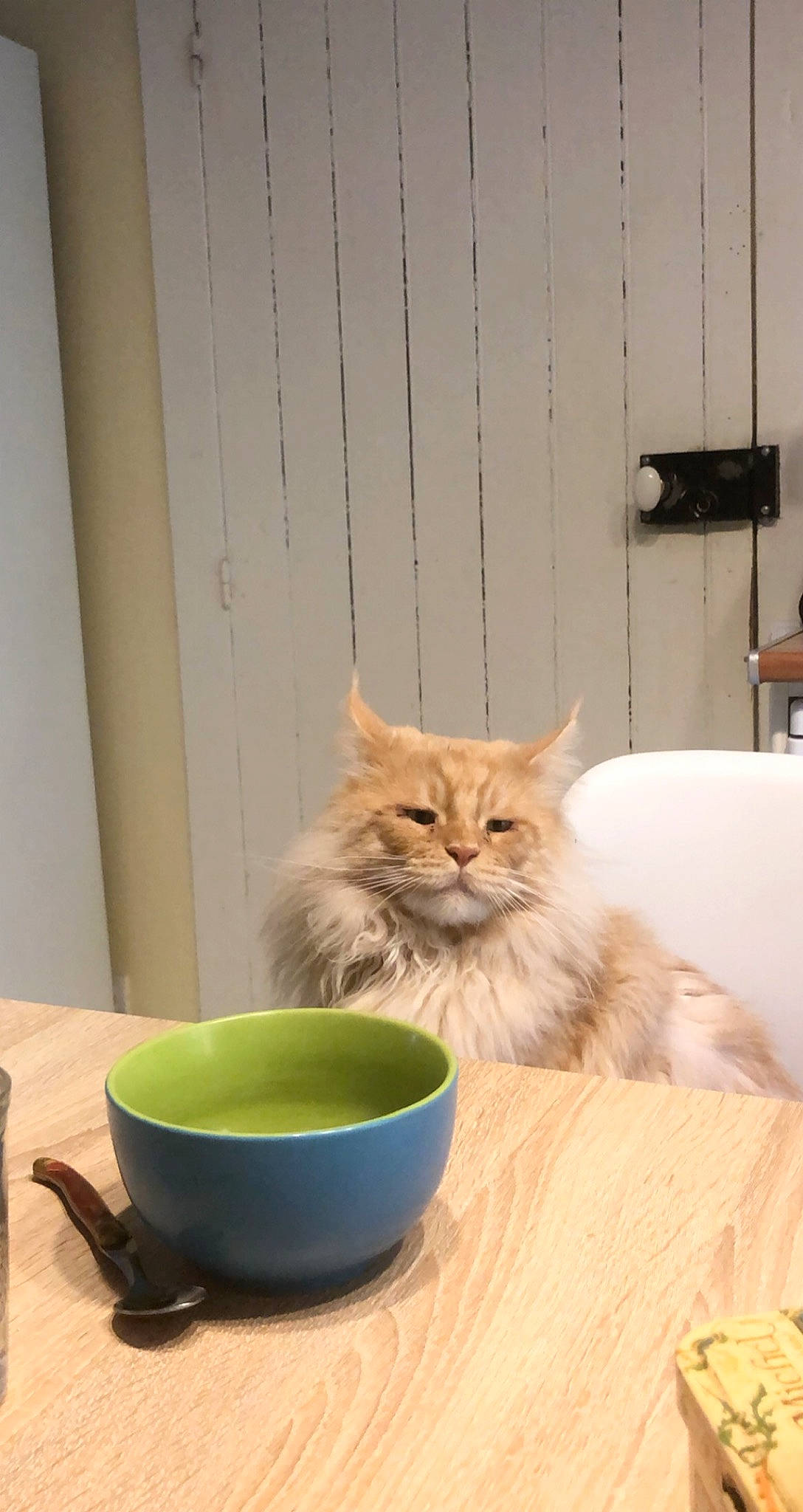 Maho a rejoint le concours — aidez-le/la à gagner de superbes lots ! american_shorthair, carnivore, cat, domestic_short_haired_cat, european_shorthair, fawn, felidae, kitten, maine_coon, ragamuffin, serveware, siberian, small_to_medium_sized_cats, tabby_cat, tableware, whiskers