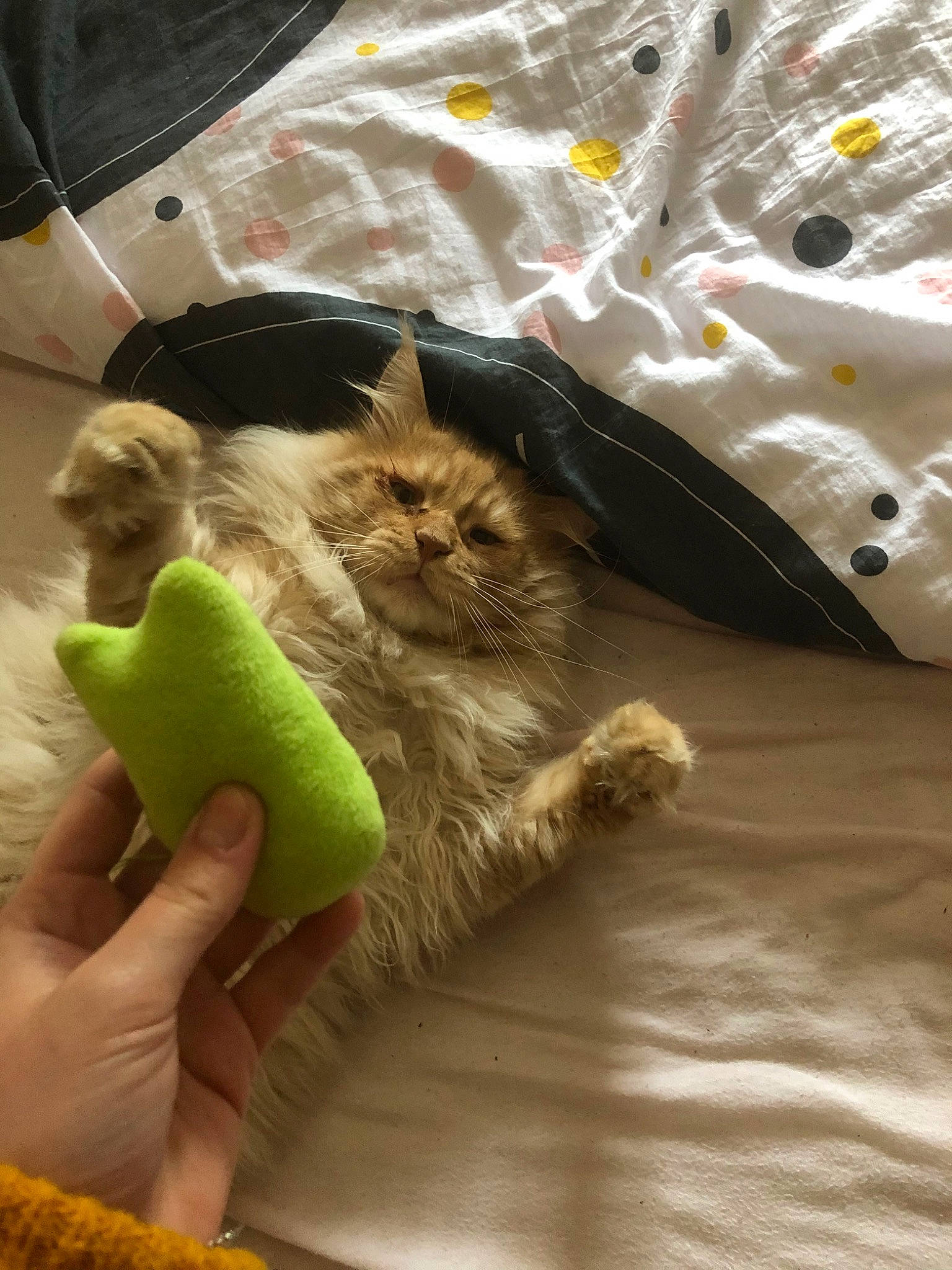 Maho a rejoint le concours — aidez-le/la à gagner de superbes lots ! american_shorthair, carnivore, cat, fawn, felidae, kitten, pixie_bob, small_to_medium_sized_cats, whiskers